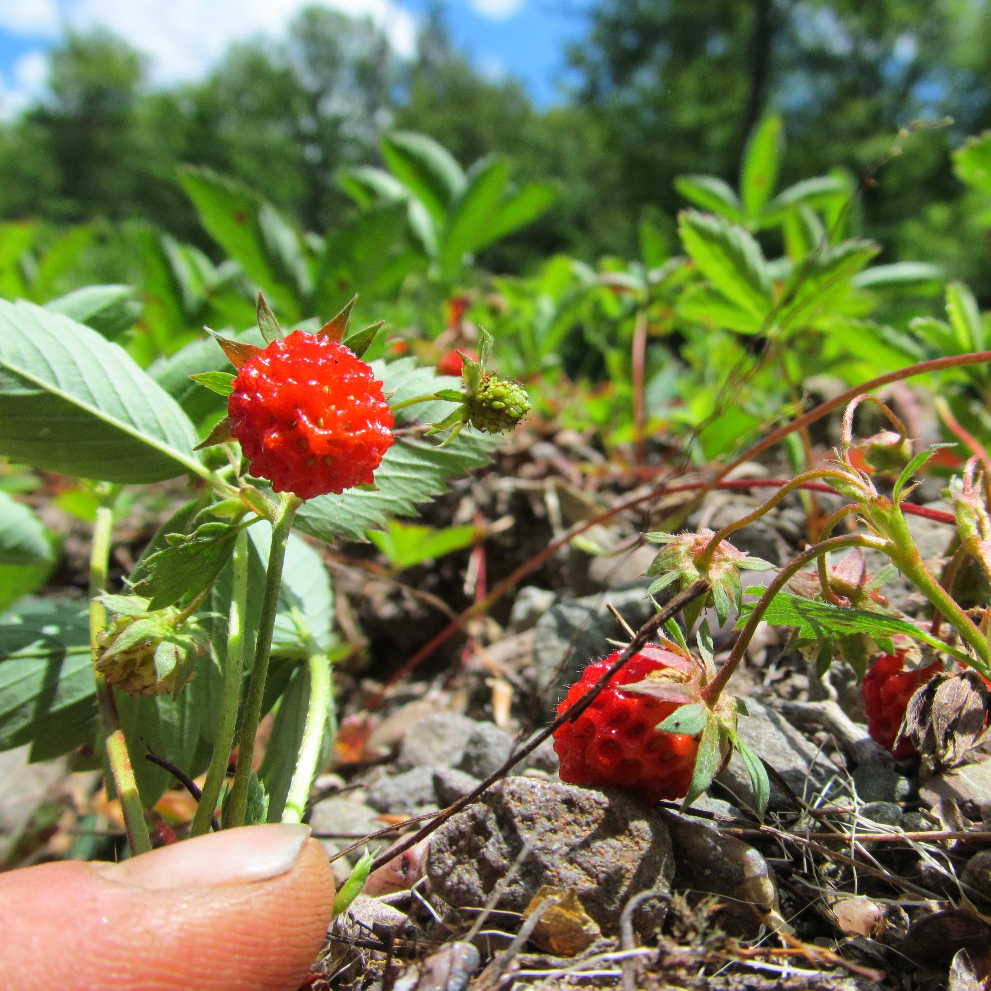 Wild strawberries in the Catskill Wilderness