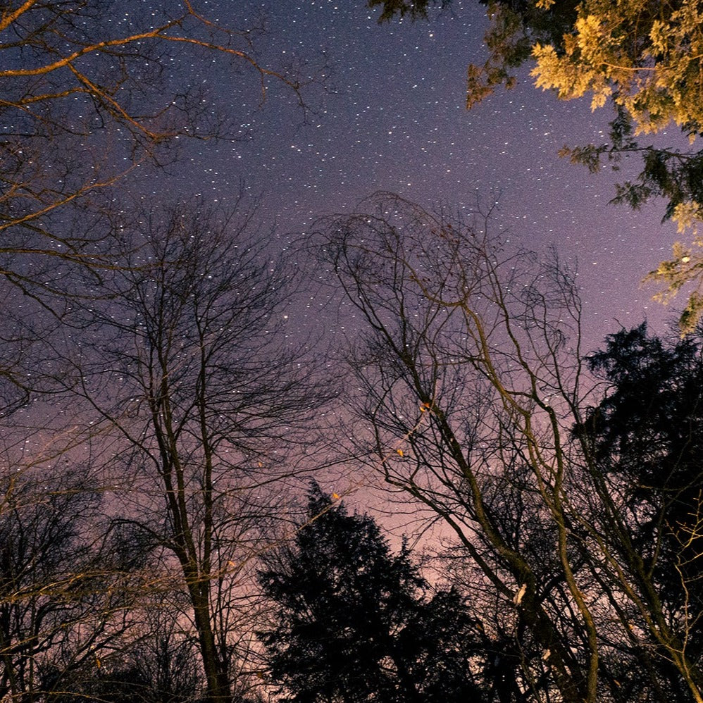 the night sky filled with stars framed by trees
