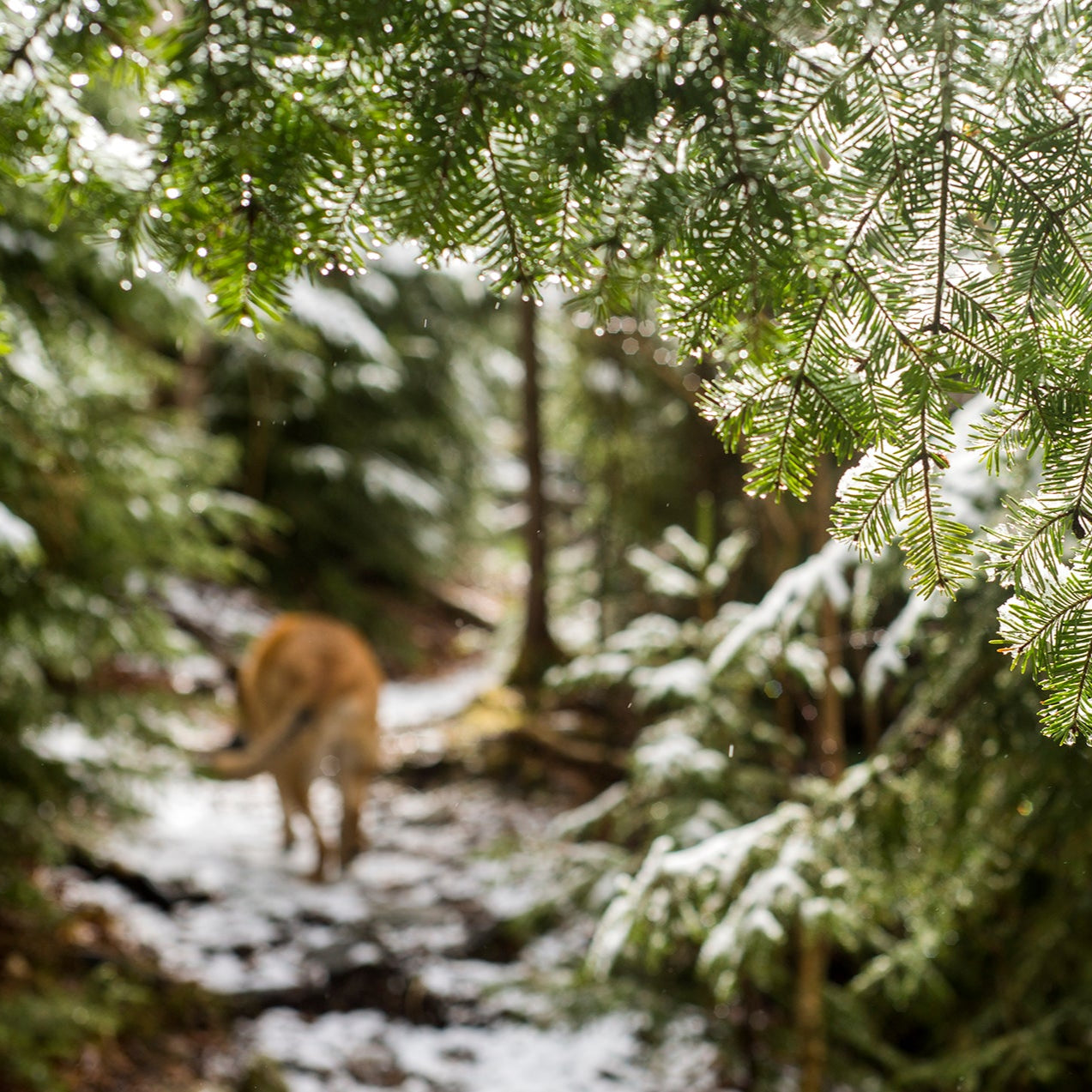 a dog on a snowy hiking trail with frozen conifer needles in the foreground