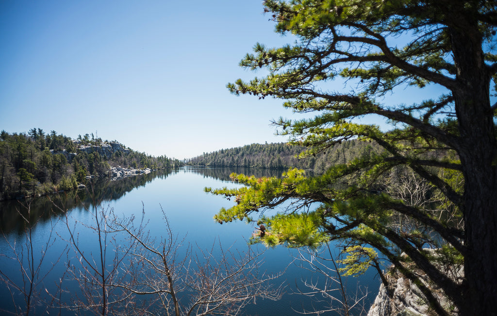 a picture of minnewaska lake from a high vantage point with a pitch pine tree on the right side of the photo