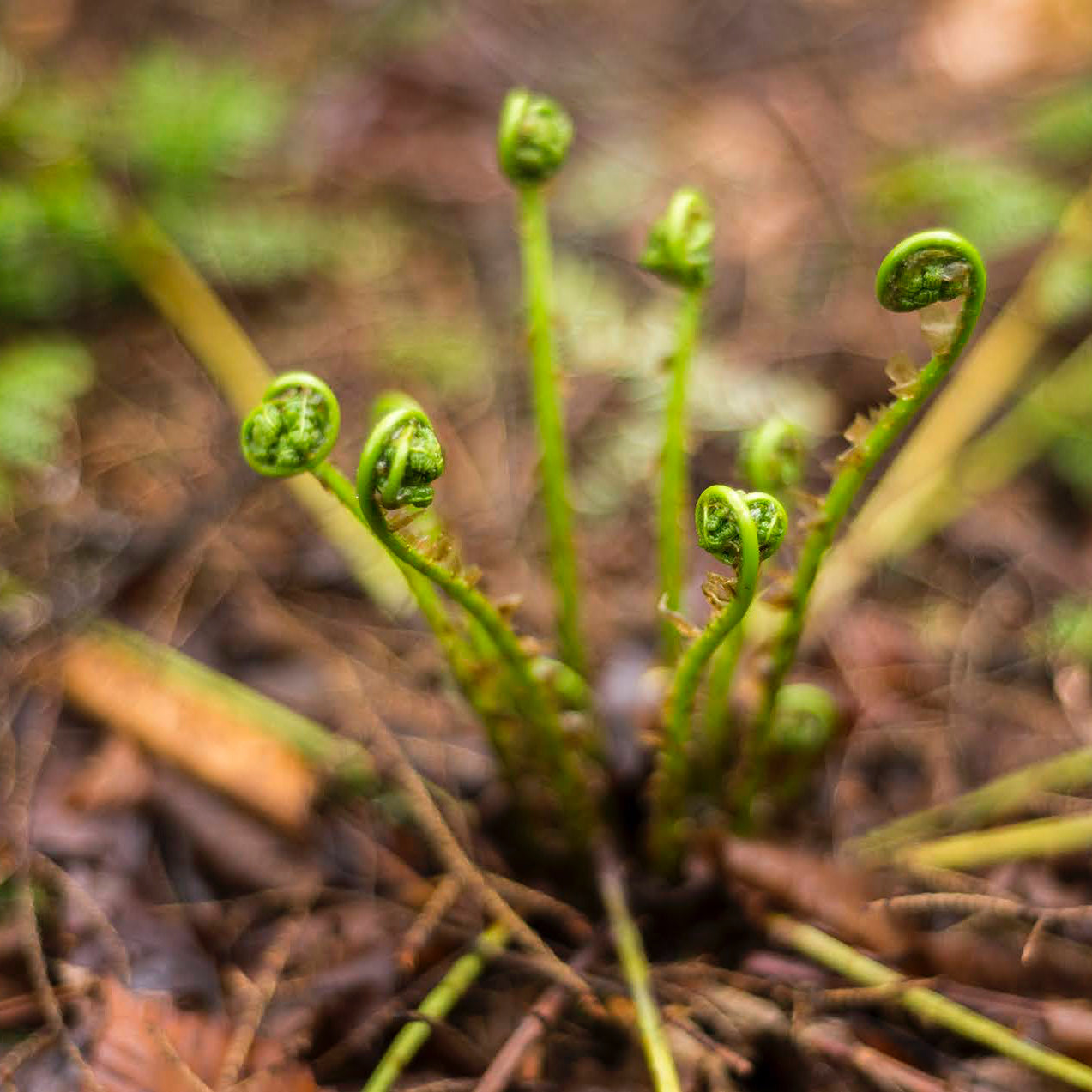 fiddlehead ferns in the Catskill wilderness
