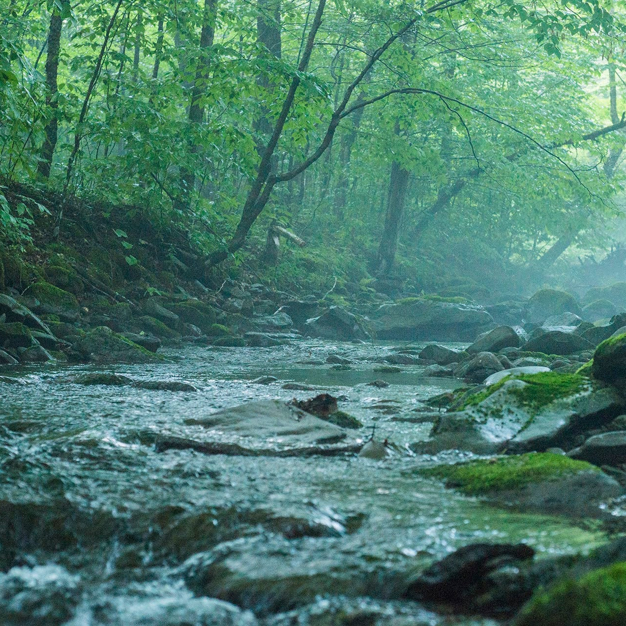Stream flowing through a forest with greenery and rocks
