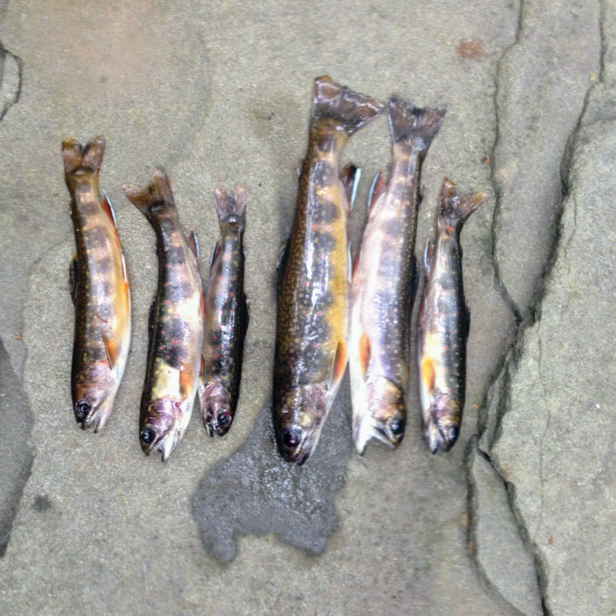 Custom Brook Trout Fishing with Instruction & Gear (3hr)