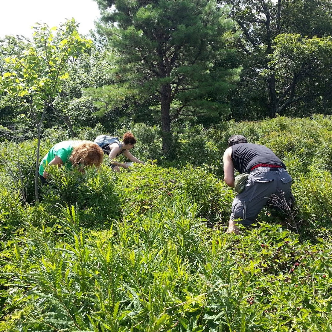 Three people picking berries with greenery and trees in the background