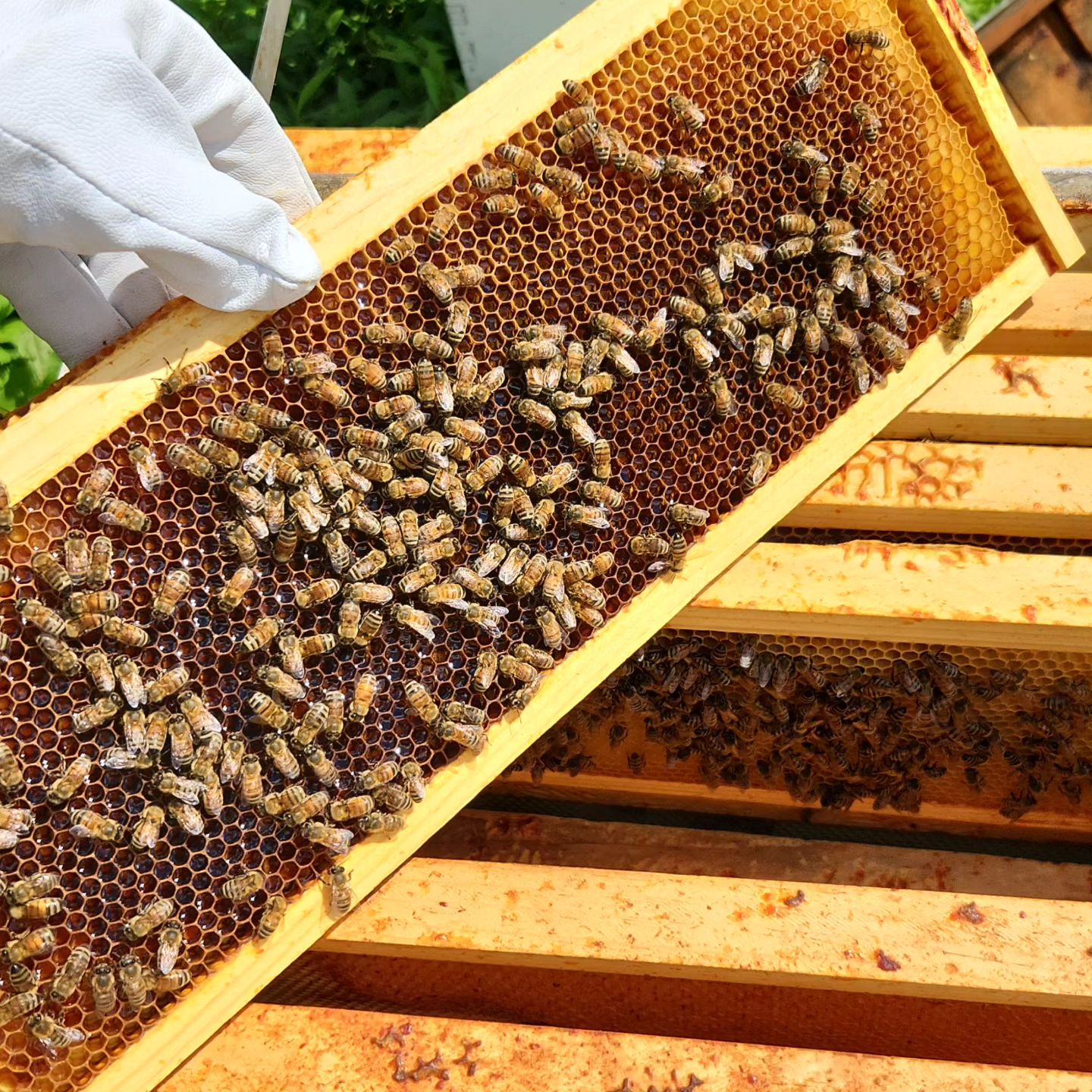 Hike, Hive, & Hops! (6/28)