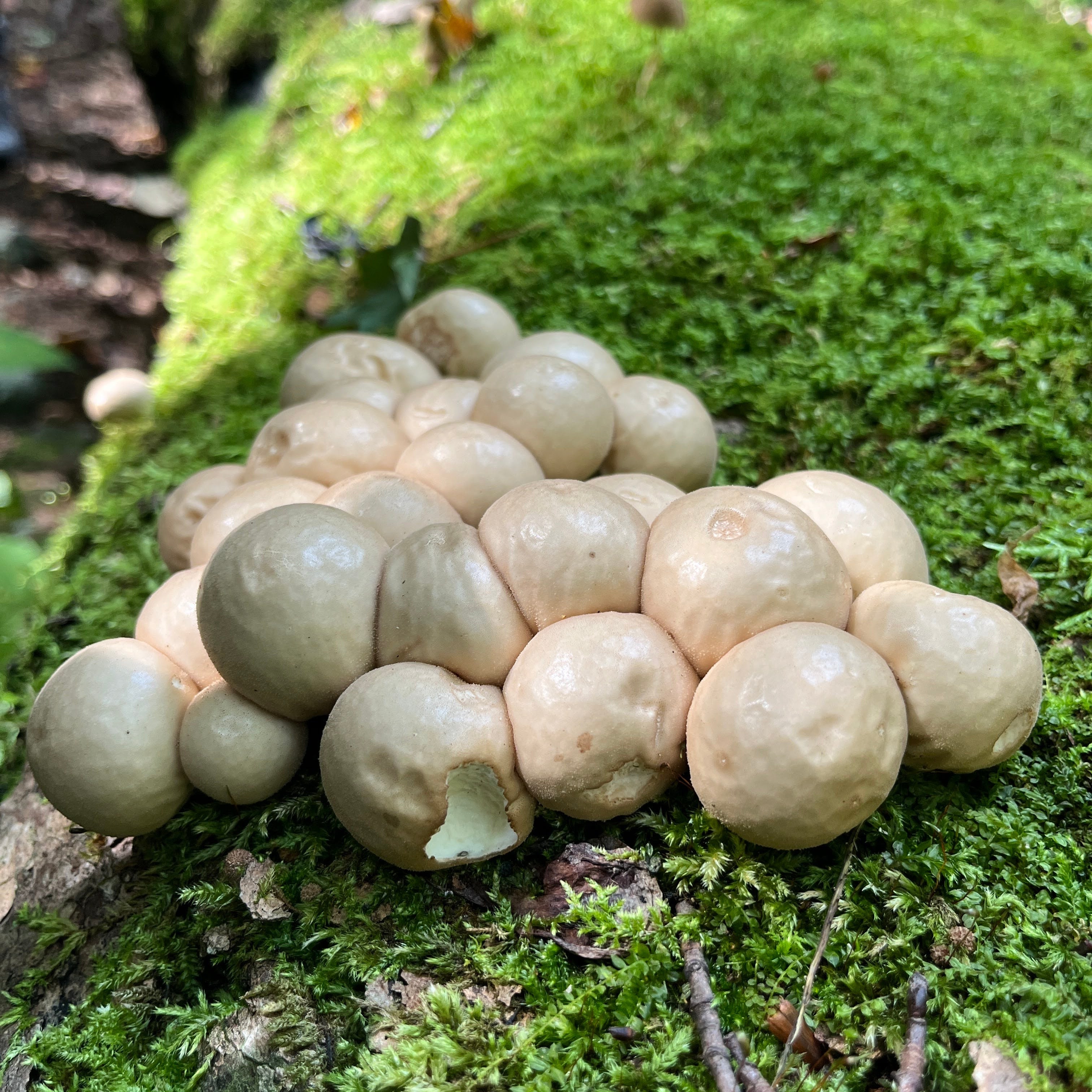 Cluster of mushrooms growing on a moss-covered tree trunk