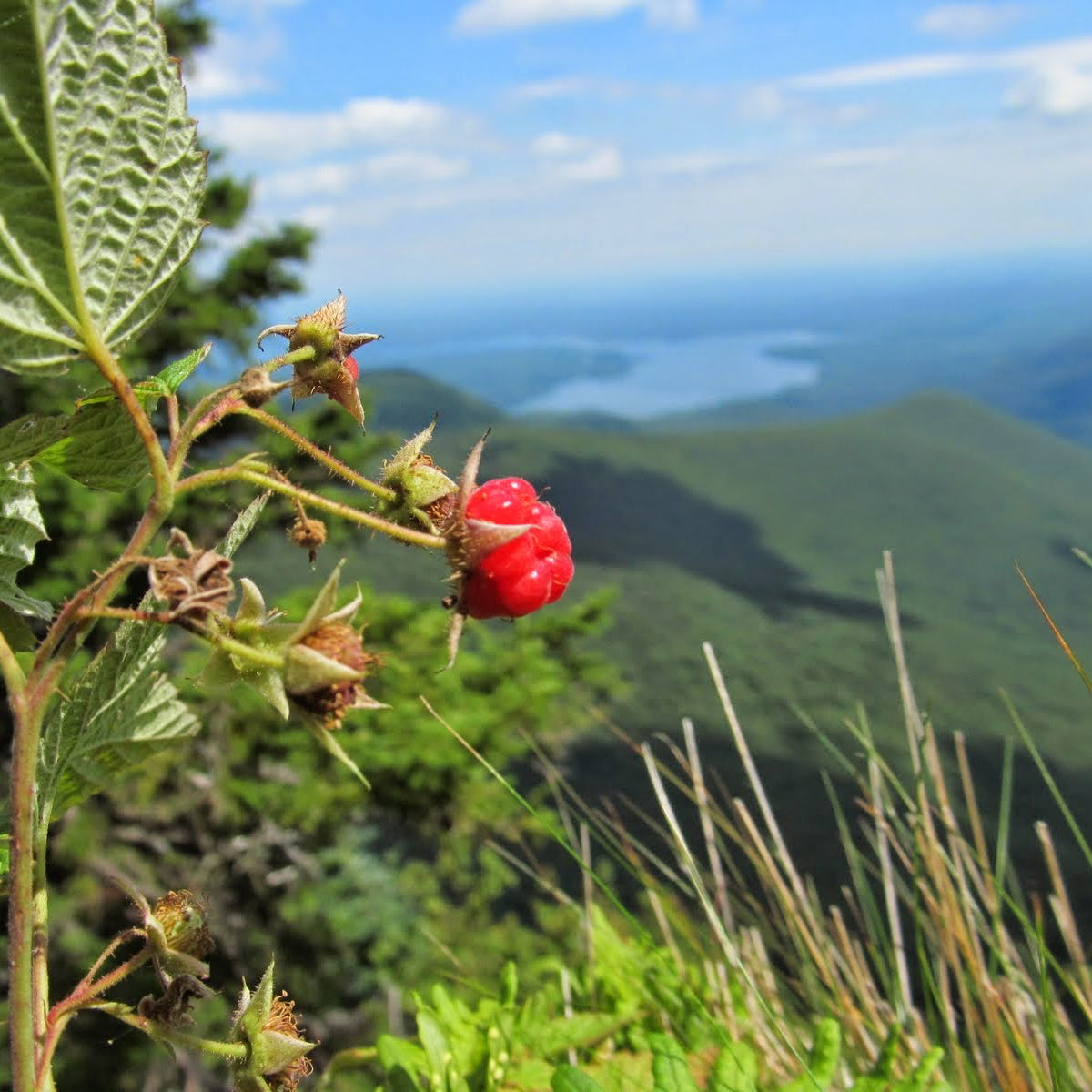Red berry on a branch with a mountainous landscape in the background
