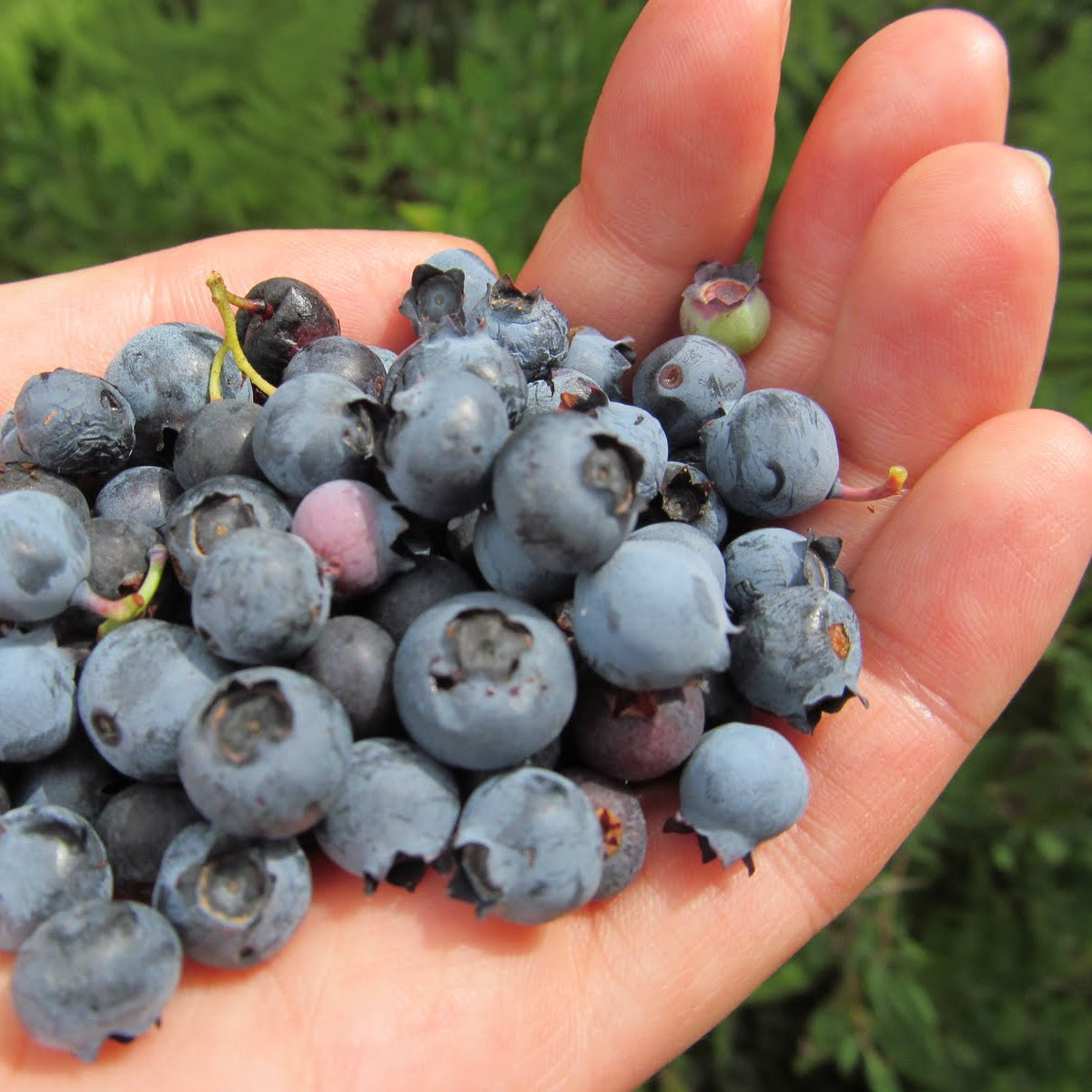 Hand holding a bunch of blueberries with a green leafy background