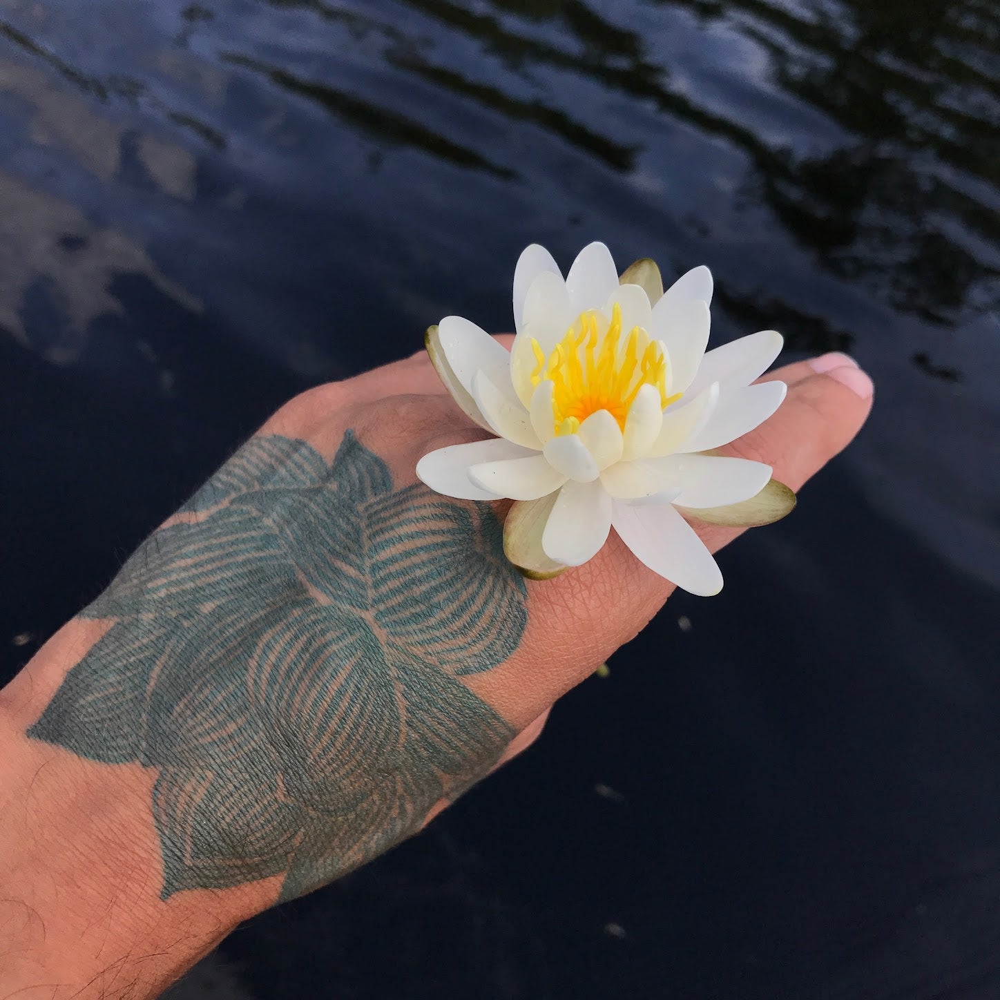 Hand holding a white water lily with a tattoo of a leaf on the wrist, against a dark water background.