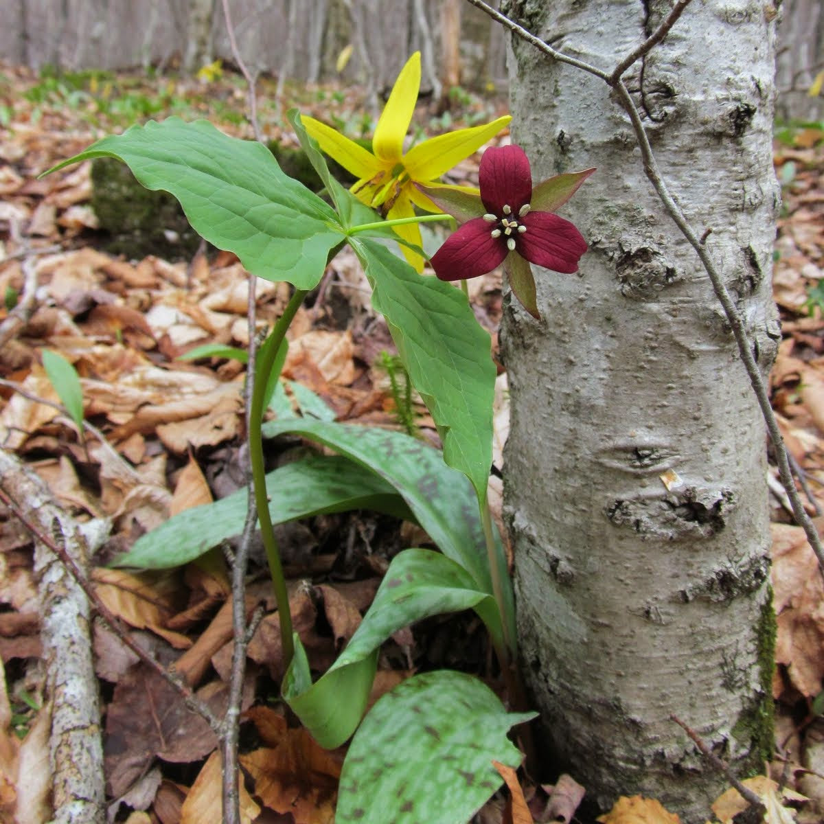 trout lily and trillium