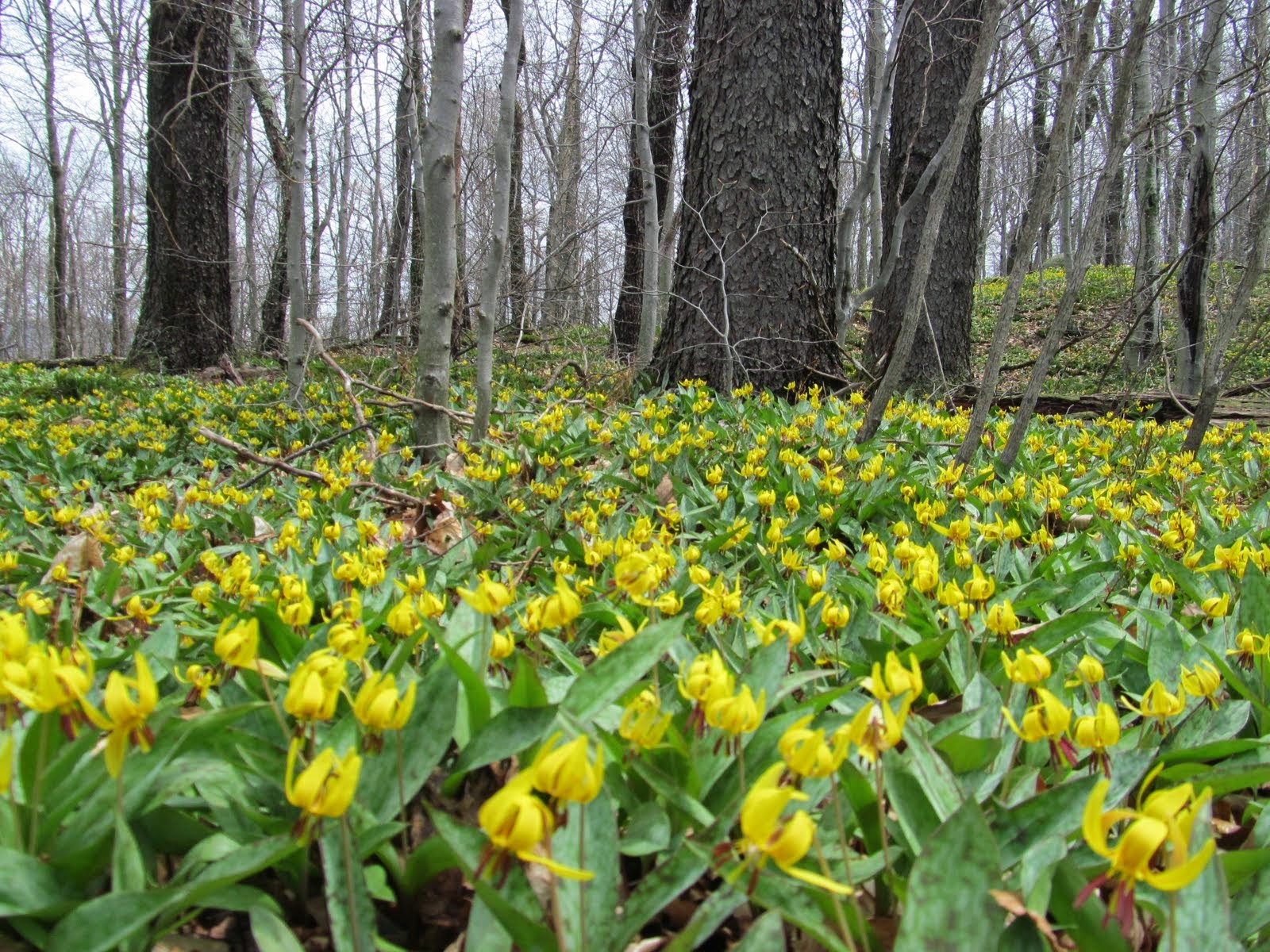 First Wildflowers of Spring (5/9) Easy Hike