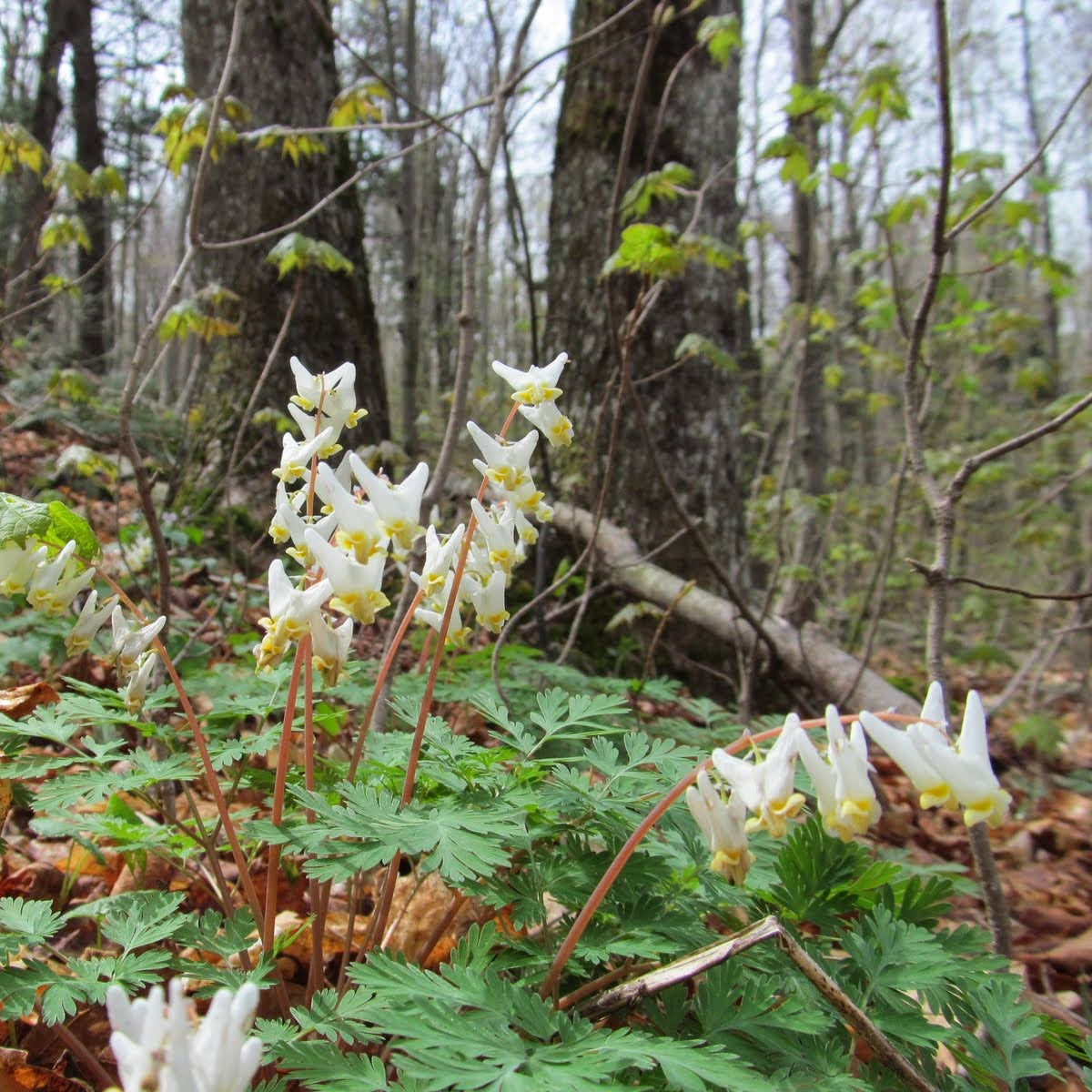 Dutchman's breeches in the Blackhead Wilderness