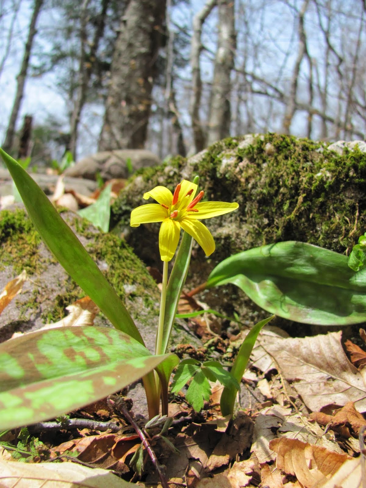 First Wildflowers of Spring (5/3) Easy Hike