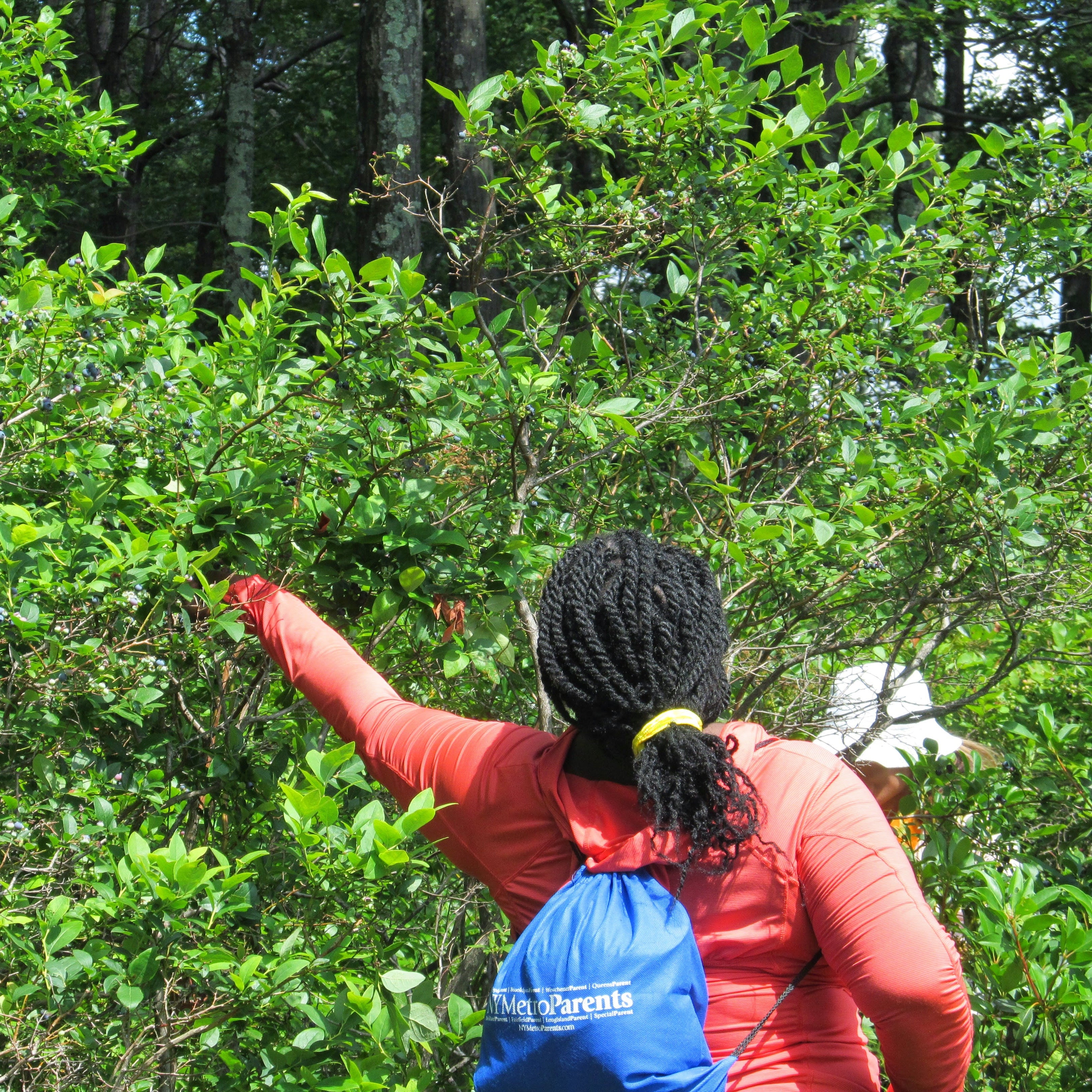 Wild Edibles & Foraging Hike (4/18)