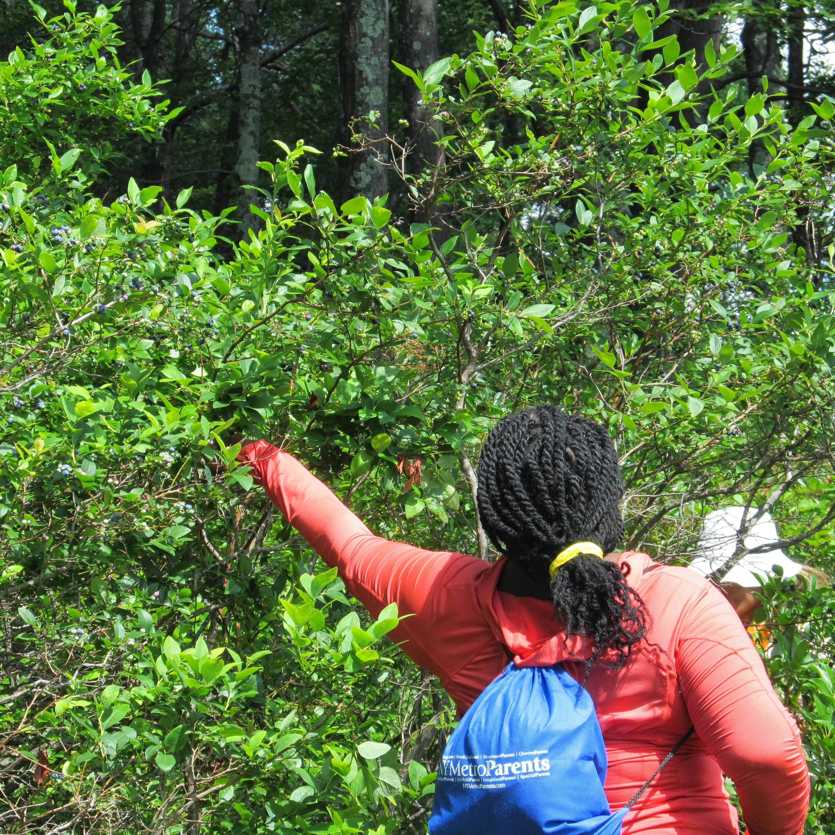 picking wild blueberries!