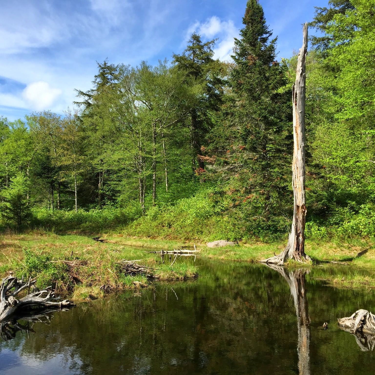 Forest scene with a pond and fallen trees under a blue sky