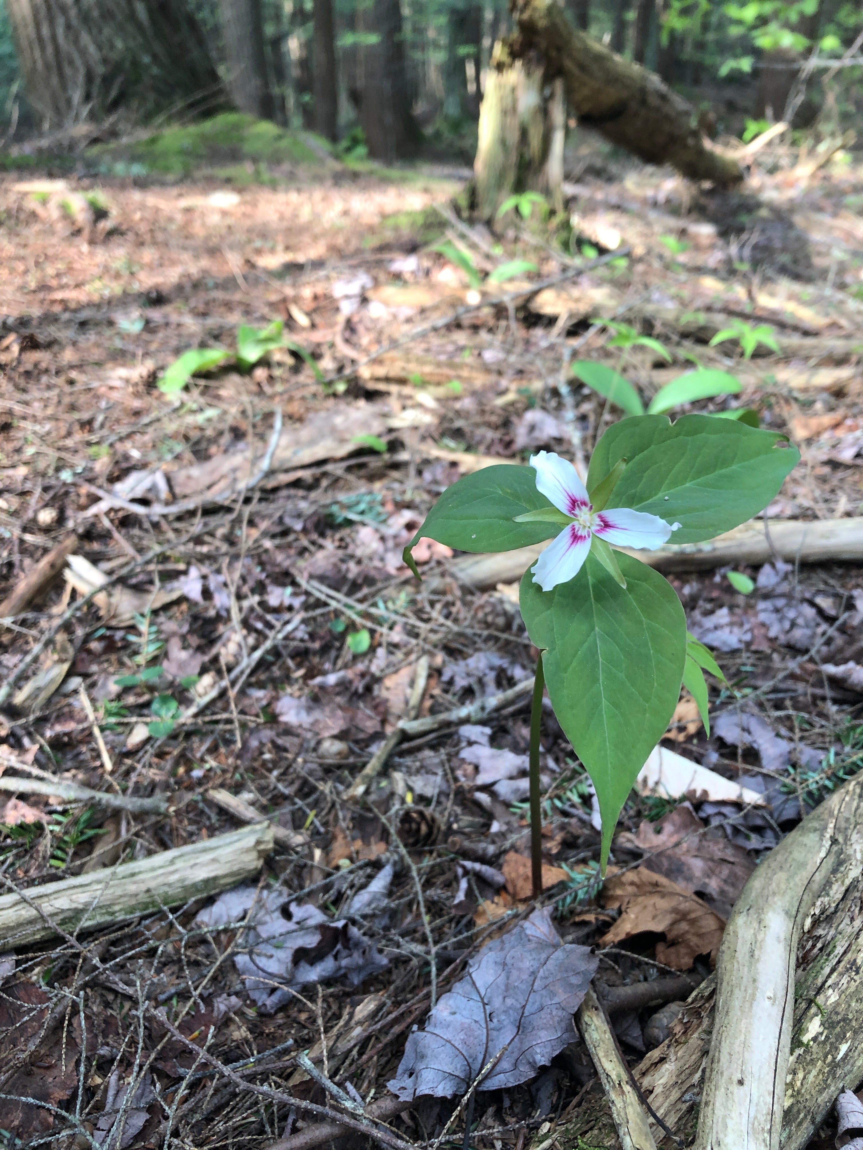 Enchanted Forest Paddle (4/26-27)