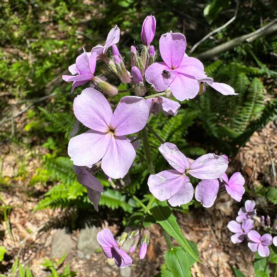 Pink flowers with green leaves and a natural background
