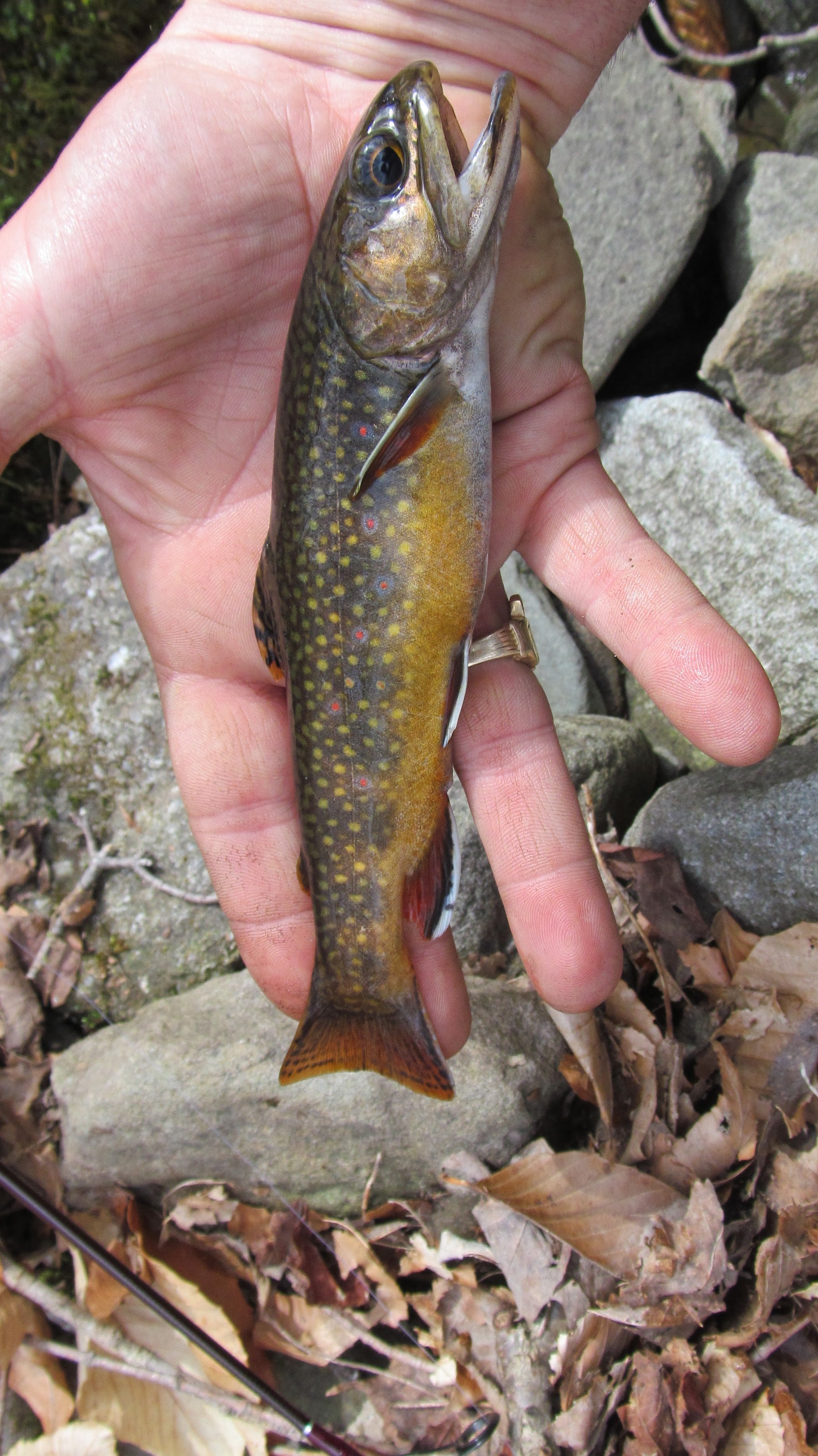Custom Brook Trout Fishing with Instruction & Gear (6hr)