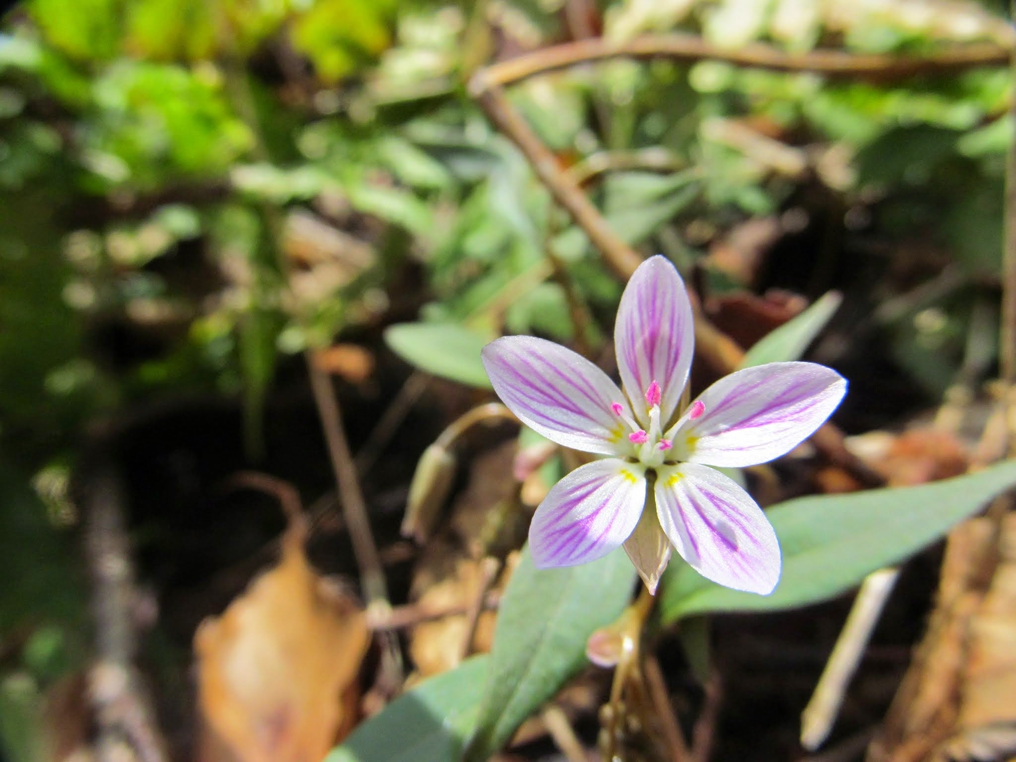 First Wildflowers of Spring (5/3) Easy Hike