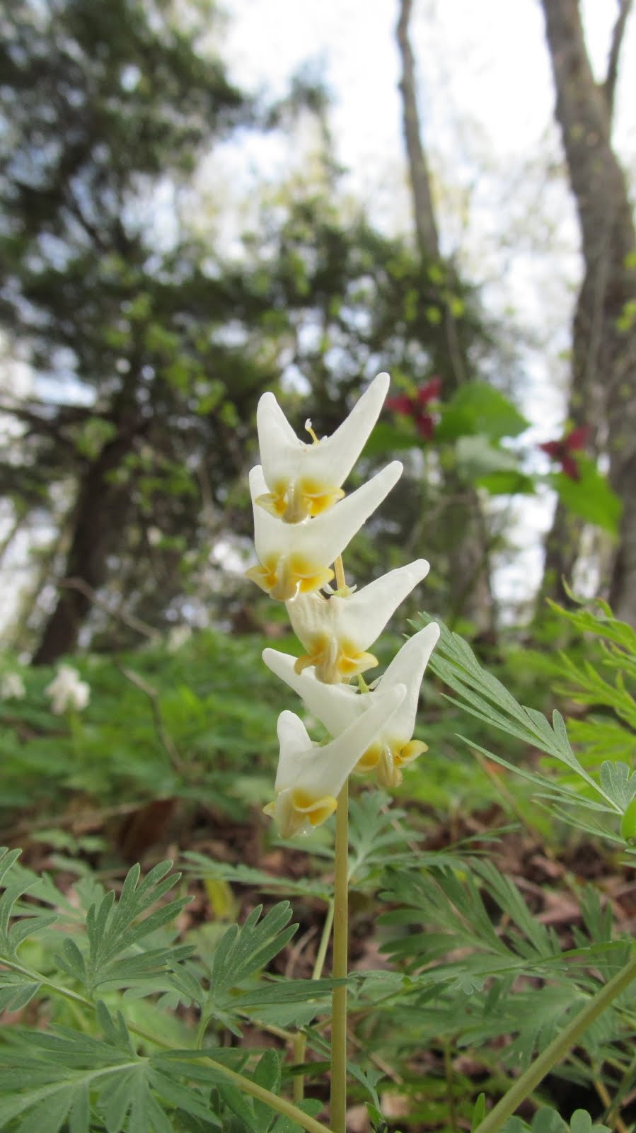 First Wildflowers of Spring (5/3) Easy Hike