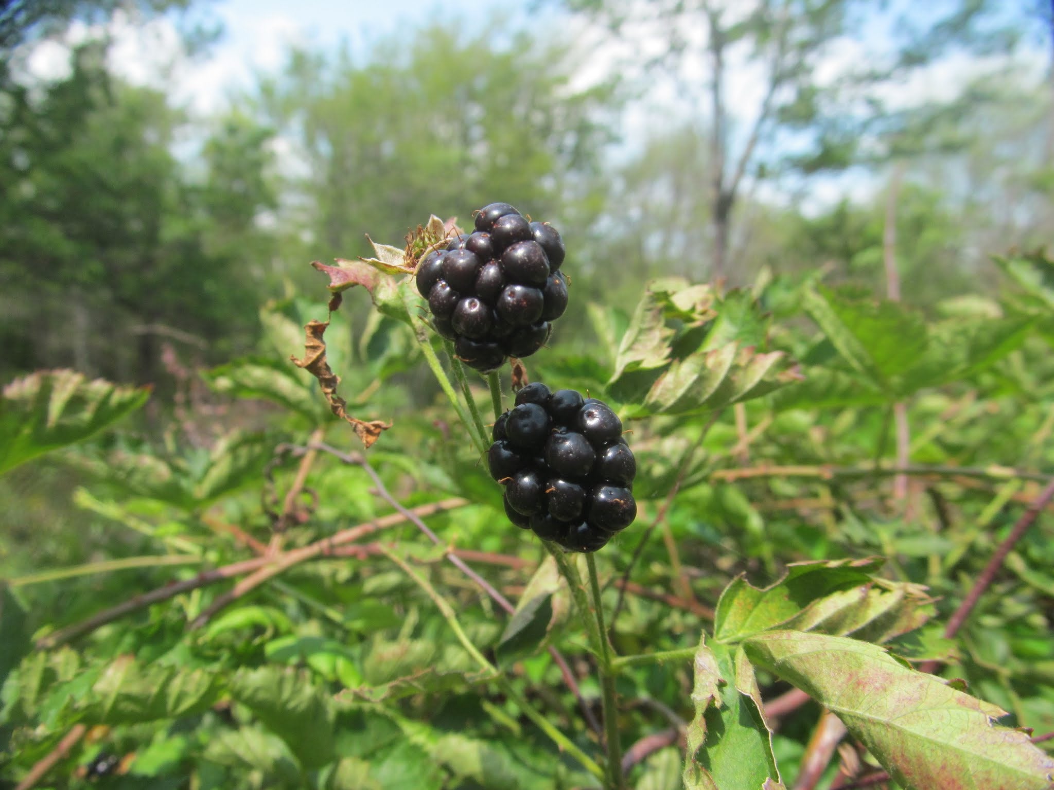 Berries & Brews (8/8) Views and Brews