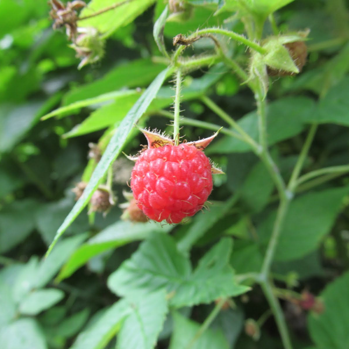 Red raspberry on a green plant with leaves