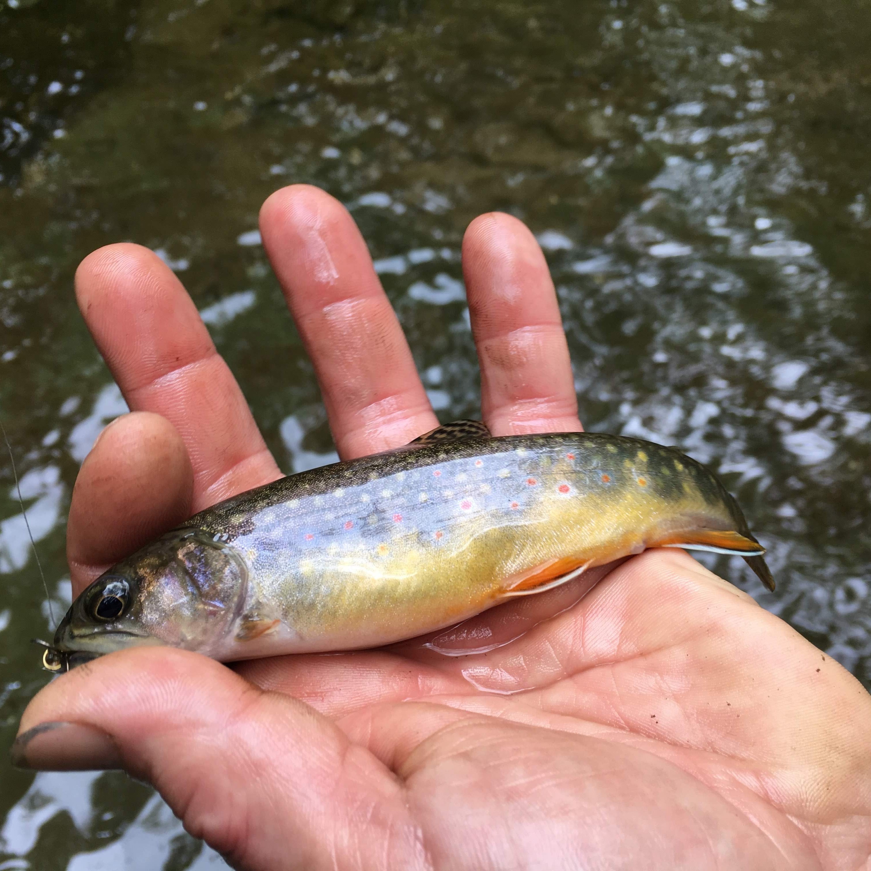 Custom Brook Trout Fishing with Instruction & Gear (6hr)