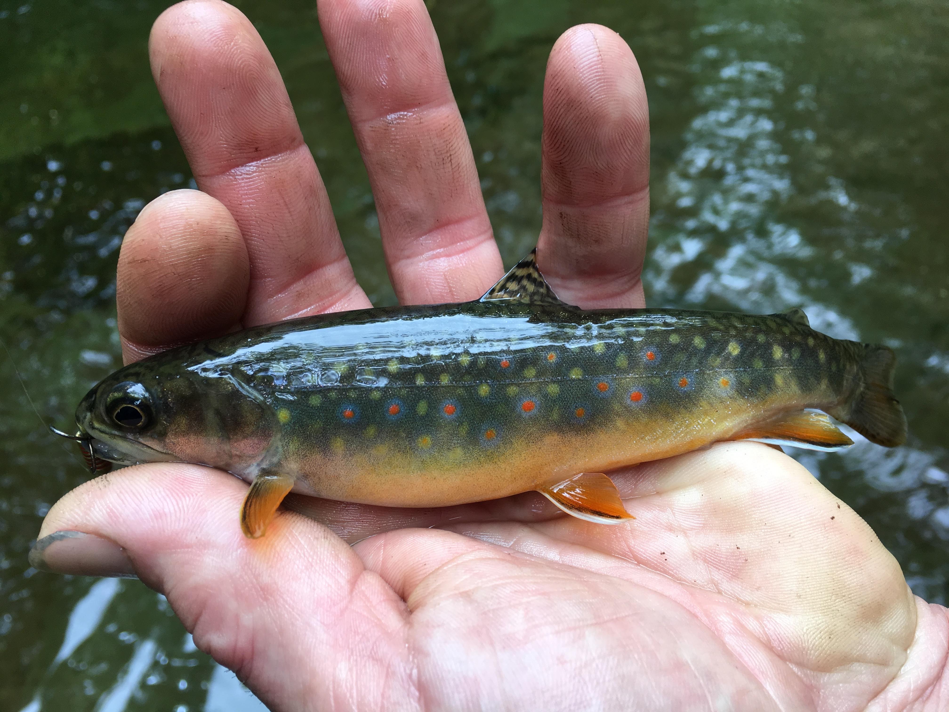 Custom Brook Trout Fishing with Instruction & Gear (3hr)
