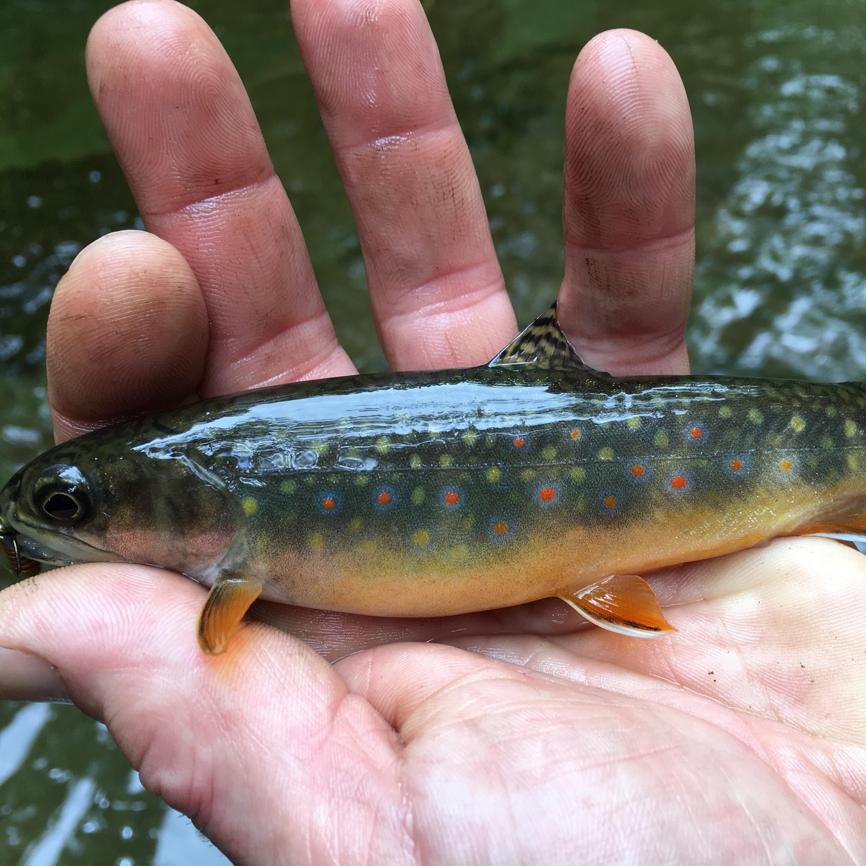 Custom Brook Trout Fishing with Instruction & Gear (6hr)