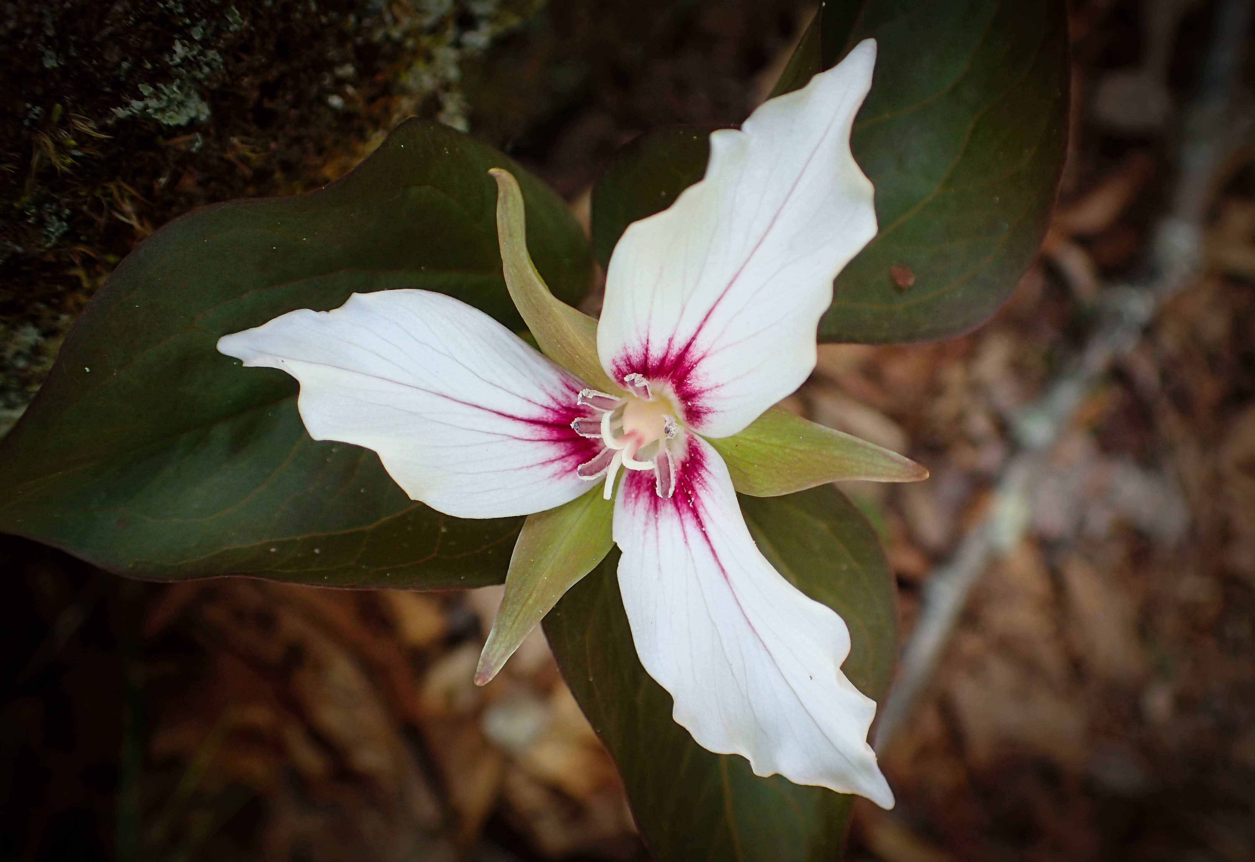 First Wildflowers of Spring (5/3) Easy Hike