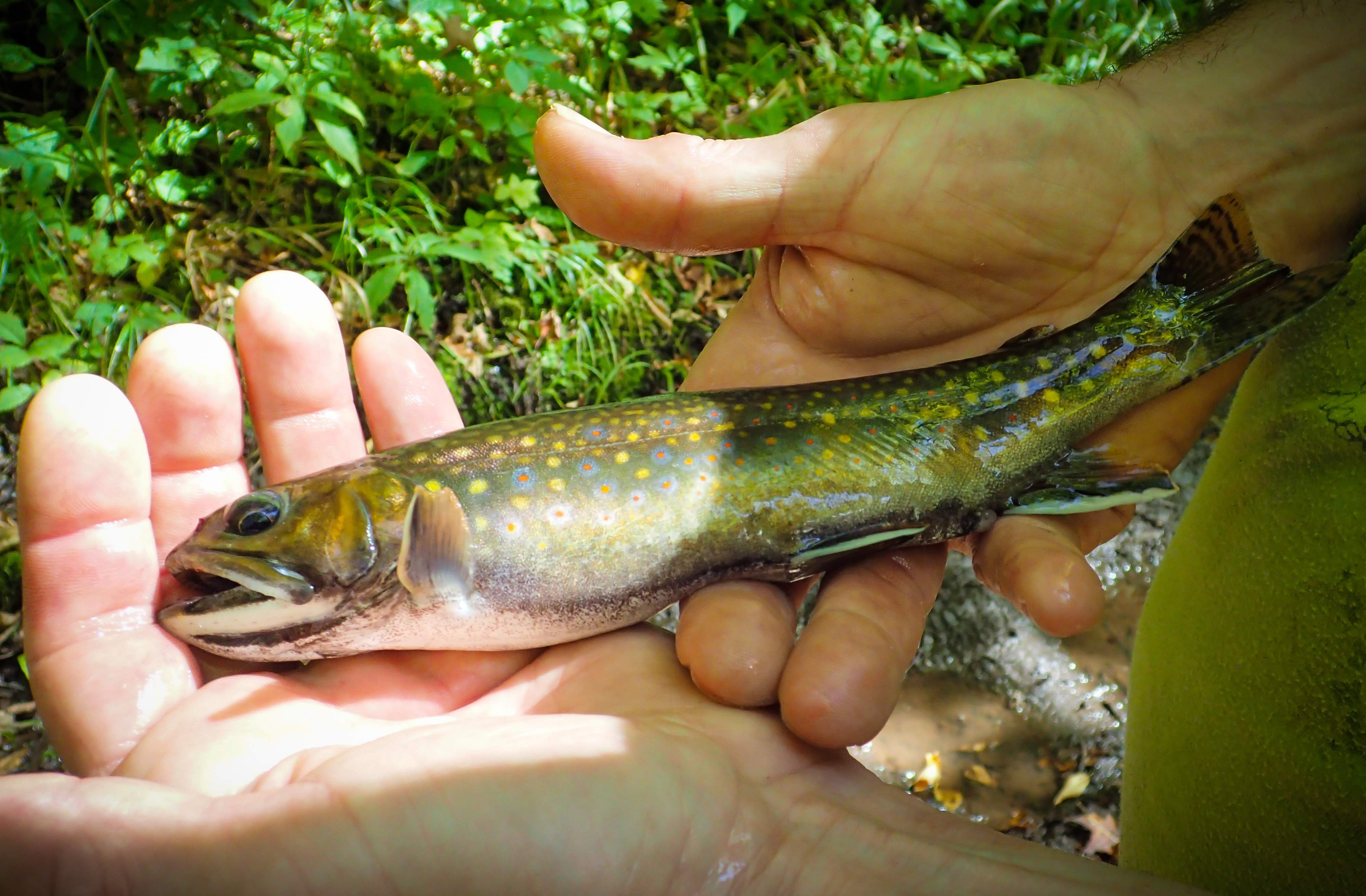 Custom Brook Trout Fishing with Instruction & Gear (3hr)