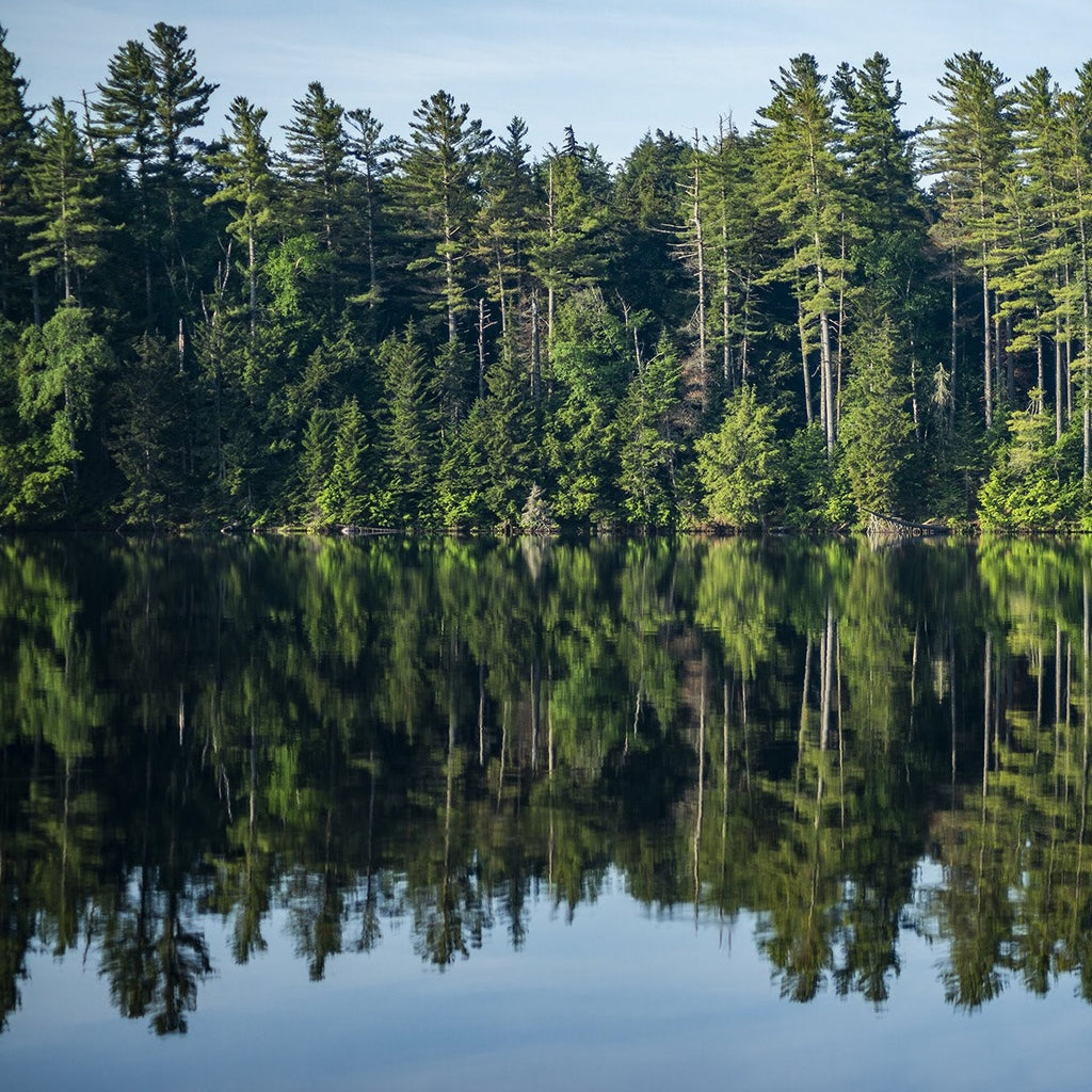 forest surrounding an adirondack lake with trees reflected in the lake