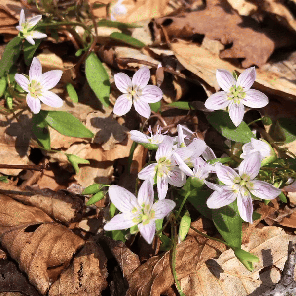 First Wildflowers of Spring - Gentle Hike (4/27)
