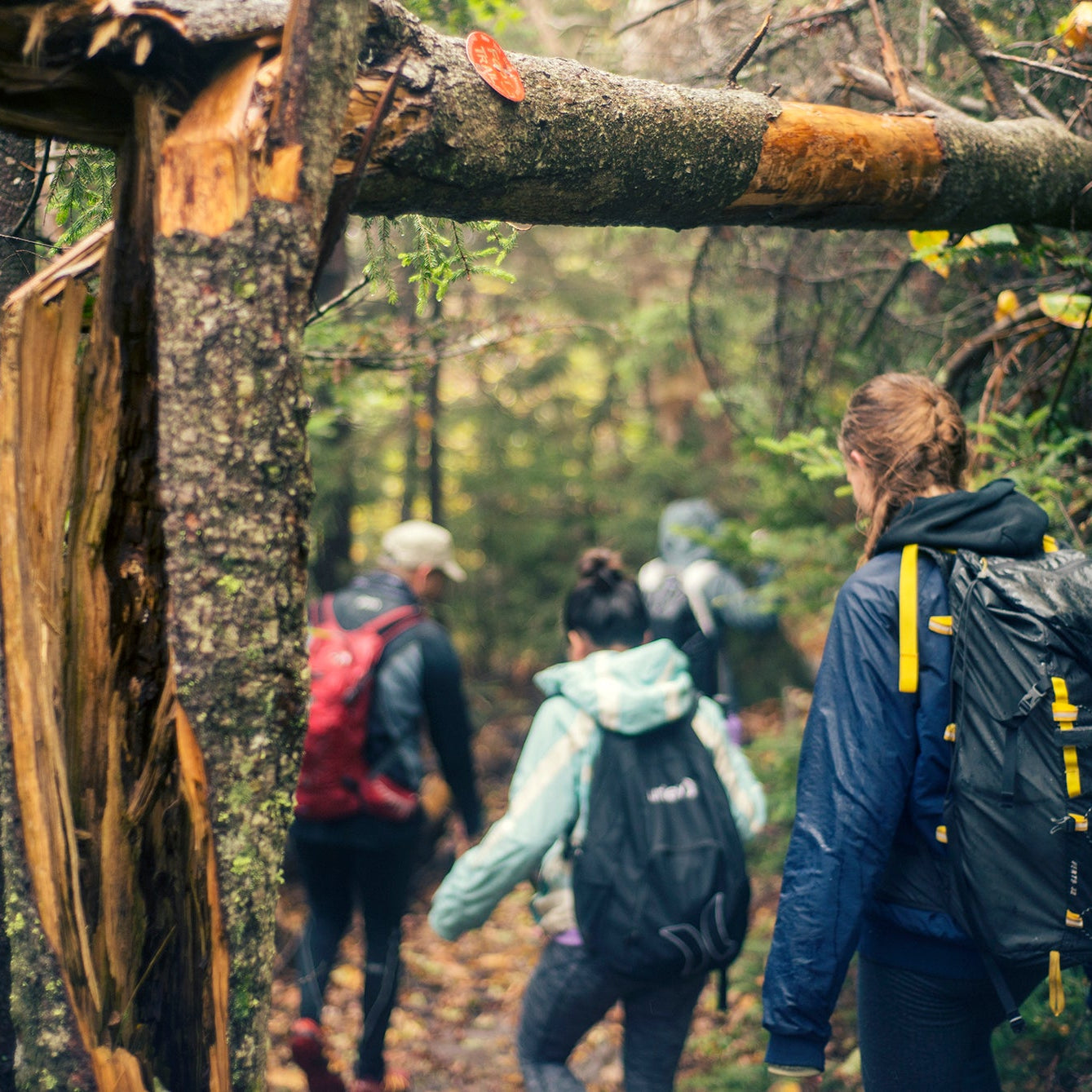 hiking through Catskill boreal forest