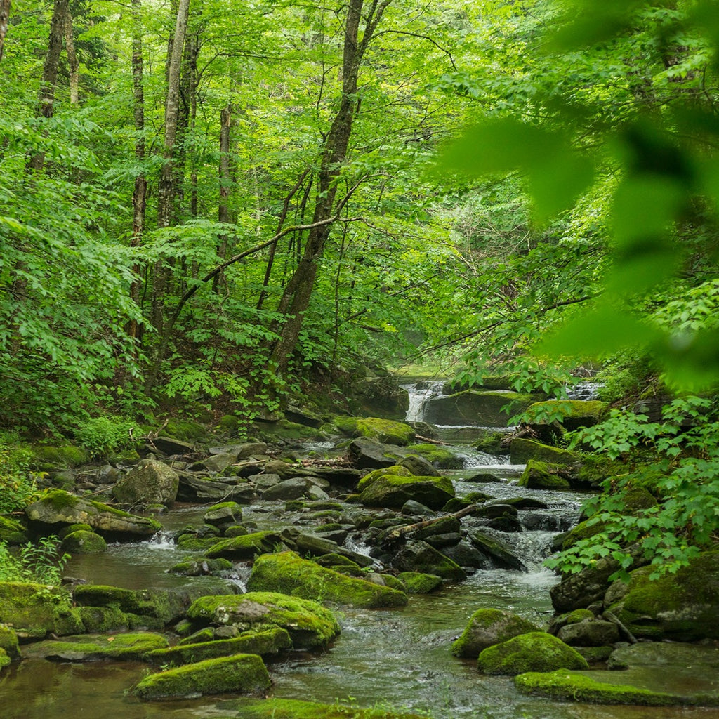 a forest scene in summer showing a backcountry stream filled with mossy rocks and surrounded by trees with bright green leaves