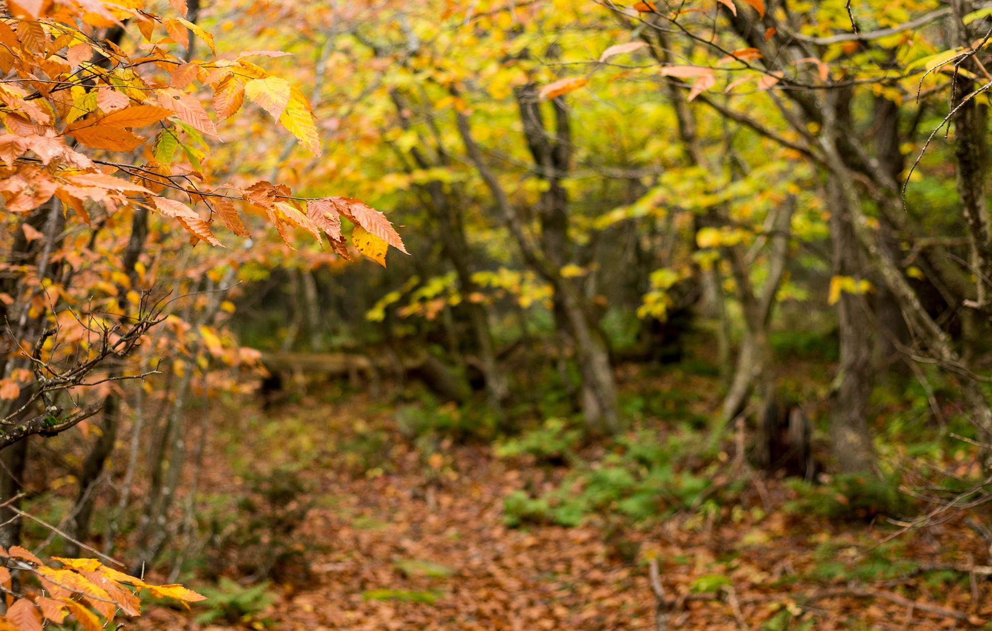 Fall Foliage Basecamp - Views & Brews! (10/11-13)