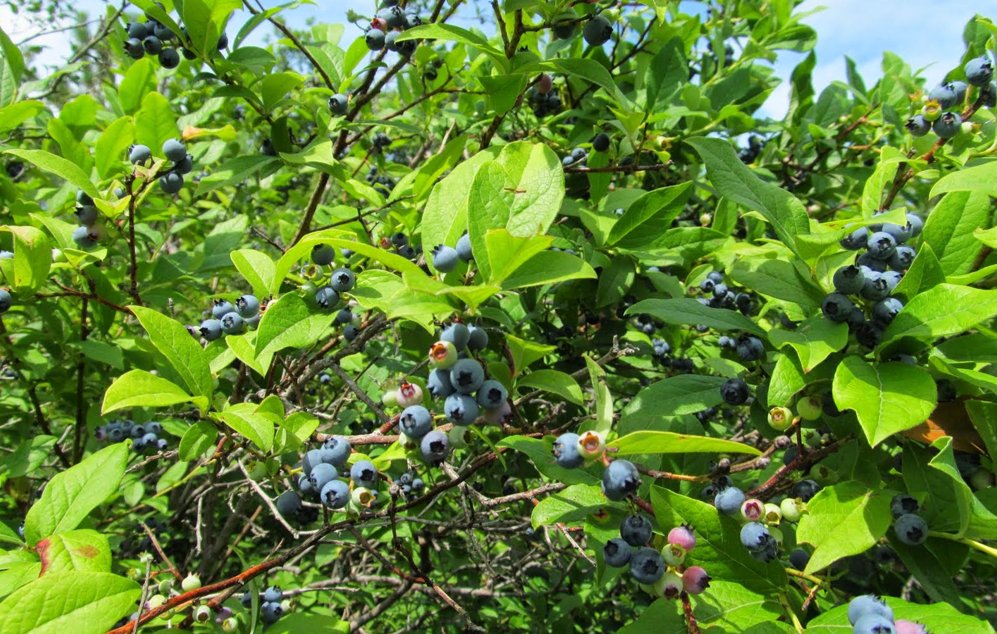 Berries & Brews (8/8) Views and Brews