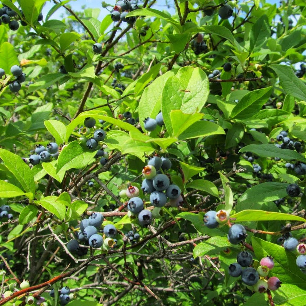a bunch of wild blueberries