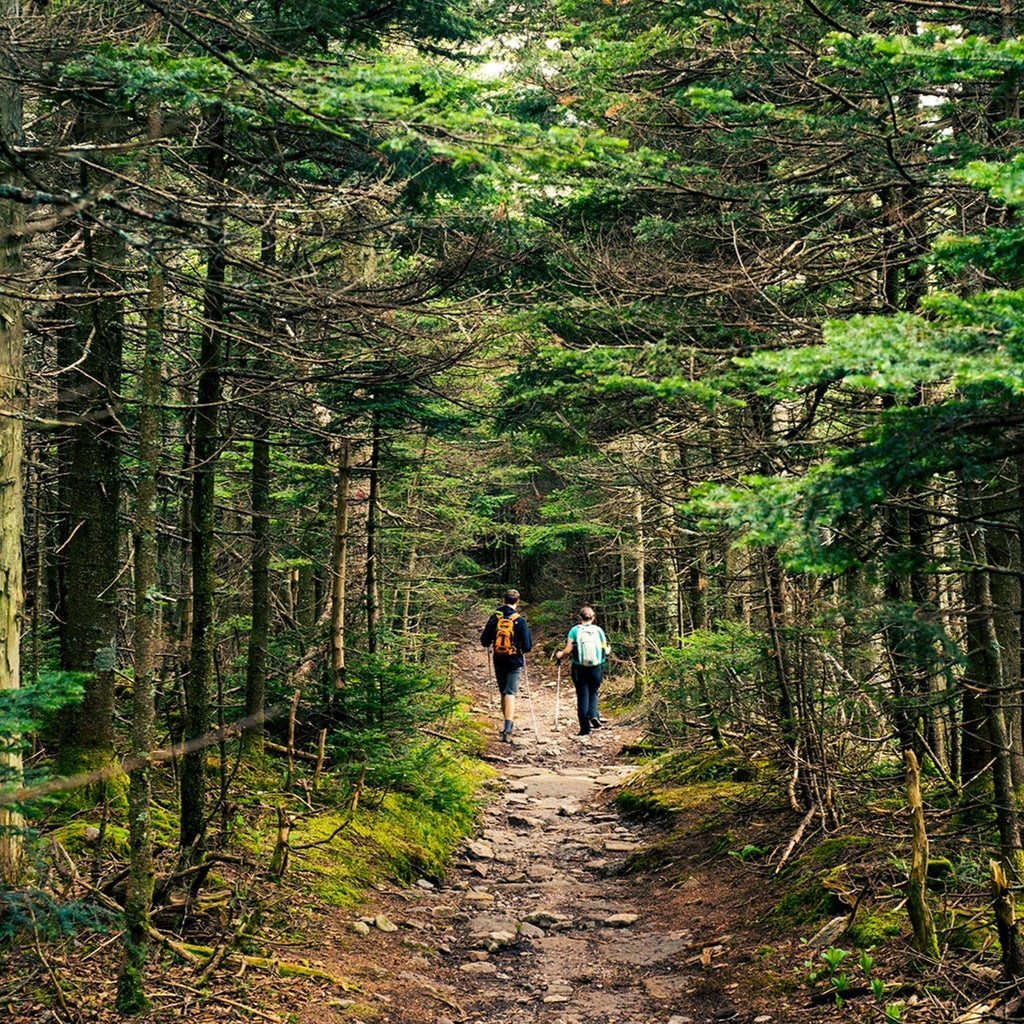 two hikers on a rocky trail in a forest with tall conifers